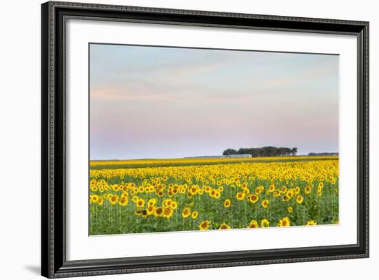 Amtrak Train Passes by Field of Sunflowers in Michigan, North Dakota, USA-Chuck Haney-Framed Photographic Print