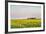 Amtrak Train Passes by Field of Sunflowers in Michigan, North Dakota, USA-Chuck Haney-Framed Photographic Print