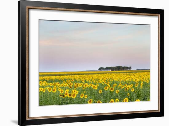 Amtrak Train Passes by Field of Sunflowers in Michigan, North Dakota, USA-Chuck Haney-Framed Photographic Print