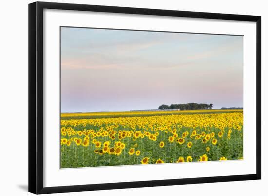 Amtrak Train Passes by Field of Sunflowers in Michigan, North Dakota, USA-Chuck Haney-Framed Photographic Print