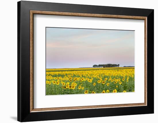 Amtrak Train Passes by Field of Sunflowers in Michigan, North Dakota, USA-Chuck Haney-Framed Photographic Print