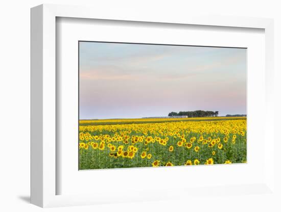 Amtrak Train Passes by Field of Sunflowers in Michigan, North Dakota, USA-Chuck Haney-Framed Photographic Print