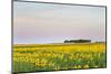 Amtrak Train Passes by Field of Sunflowers in Michigan, North Dakota, USA-Chuck Haney-Mounted Photographic Print