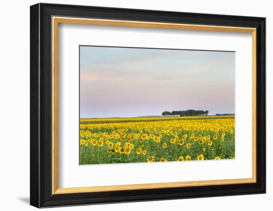 Amtrak Train Passes by Field of Sunflowers in Michigan, North Dakota, USA-Chuck Haney-Framed Photographic Print