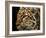 Amur Leopard Copy-Lori Hutchison-Framed Photographic Print