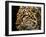 Amur Leopard Copy-Lori Hutchison-Framed Photographic Print