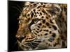 Amur Leopard Copy-Lori Hutchison-Mounted Photographic Print