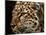 Amur Leopard Copy-Lori Hutchison-Mounted Photographic Print