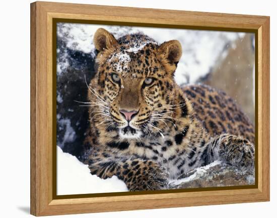 Amur Leopard Endangered Species-null-Framed Premier Image Canvas