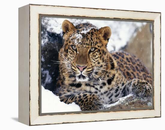 Amur Leopard Endangered Species-null-Framed Premier Image Canvas