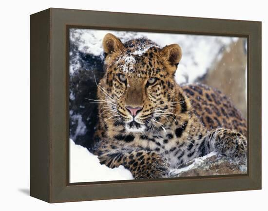 Amur Leopard Endangered Species-null-Framed Premier Image Canvas