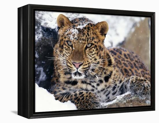 Amur Leopard Endangered Species-null-Framed Premier Image Canvas