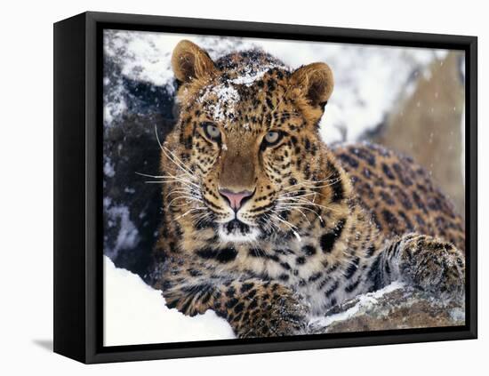 Amur Leopard Endangered Species-null-Framed Premier Image Canvas