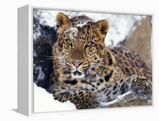 Amur Leopard Endangered Species-null-Framed Premier Image Canvas