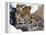 Amur Leopard Endangered Species-null-Framed Premier Image Canvas