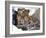 Amur Leopard Endangered Species-null-Framed Photographic Print