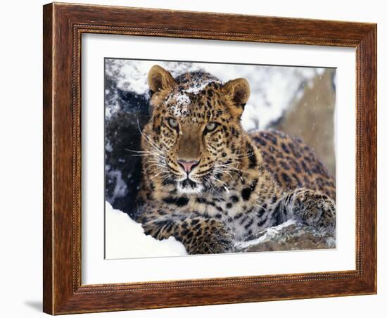 Amur Leopard Endangered Species-null-Framed Photographic Print