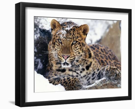 Amur Leopard Endangered Species-null-Framed Photographic Print