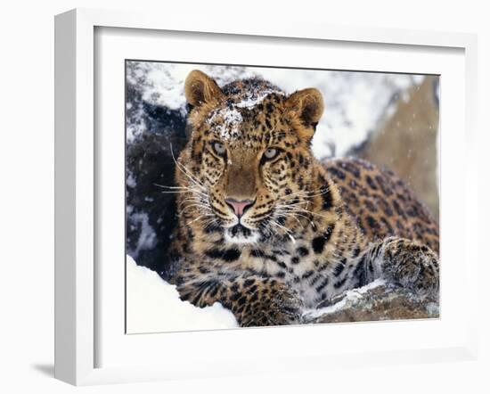 Amur Leopard Endangered Species-null-Framed Photographic Print