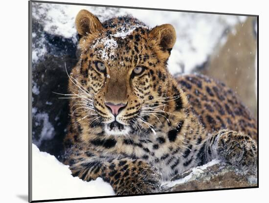 Amur Leopard Endangered Species-null-Mounted Photographic Print
