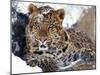 Amur Leopard Endangered Species-null-Mounted Photographic Print