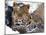 Amur Leopard Endangered Species-null-Mounted Photographic Print