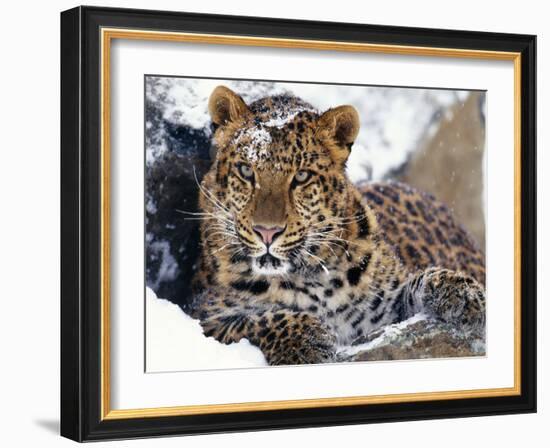 Amur Leopard Endangered Species-null-Framed Photographic Print