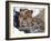 Amur Leopard Endangered Species-null-Framed Photographic Print