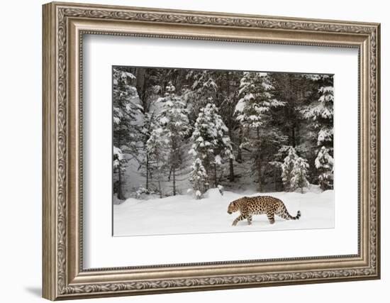 Amur Leopard in winter.-Adam Jones-Framed Photographic Print