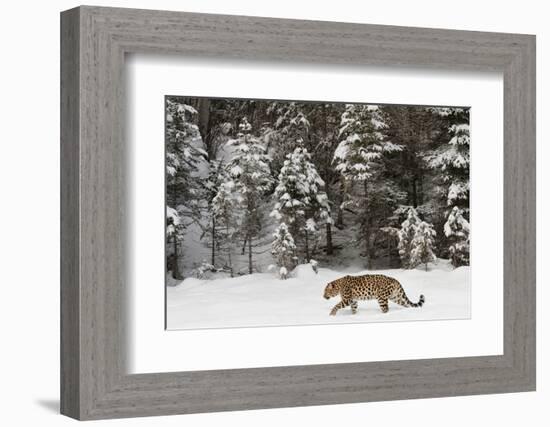 Amur Leopard in winter.-Adam Jones-Framed Photographic Print