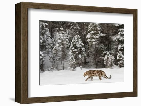 Amur Leopard in winter.-Adam Jones-Framed Photographic Print