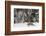 Amur Leopard in winter.-Adam Jones-Framed Photographic Print