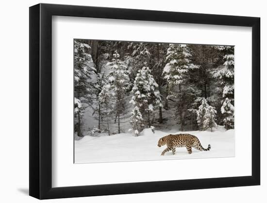 Amur Leopard in winter.-Adam Jones-Framed Photographic Print