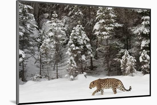 Amur Leopard in winter.-Adam Jones-Mounted Photographic Print