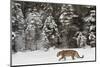 Amur Leopard in winter.-Adam Jones-Mounted Photographic Print