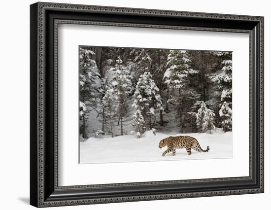 Amur Leopard in winter.-Adam Jones-Framed Photographic Print