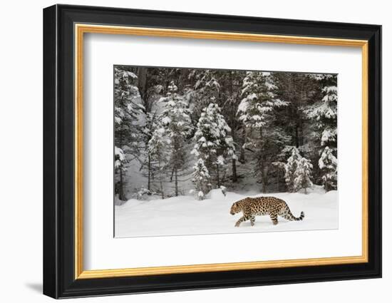 Amur Leopard in winter.-Adam Jones-Framed Photographic Print