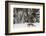 Amur Leopard in winter.-Adam Jones-Framed Photographic Print