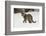 Amur Leopard in winter.-Adam Jones-Framed Photographic Print