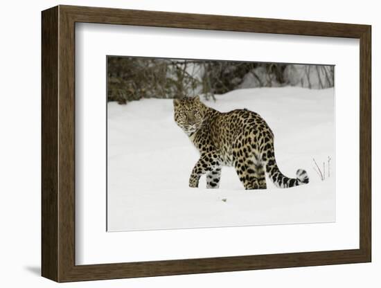 Amur Leopard in winter.-Adam Jones-Framed Photographic Print