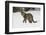 Amur Leopard in winter.-Adam Jones-Framed Photographic Print