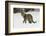 Amur Leopard in winter.-Adam Jones-Framed Photographic Print