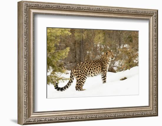 Amur Leopard in winter.-Adam Jones-Framed Photographic Print