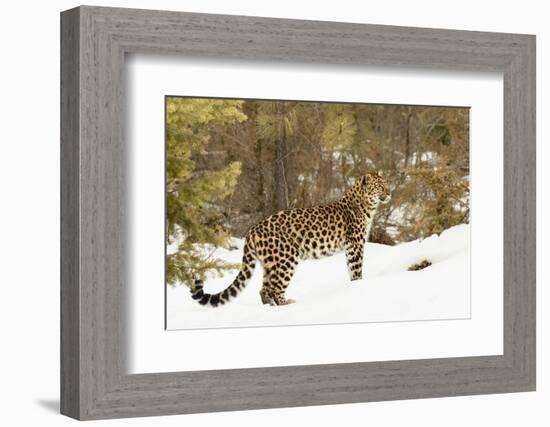 Amur Leopard in winter.-Adam Jones-Framed Photographic Print