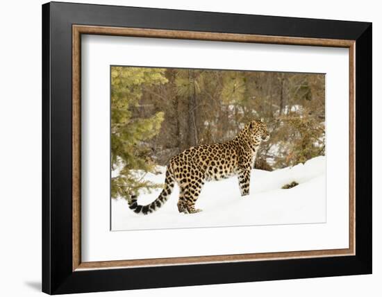 Amur Leopard in winter.-Adam Jones-Framed Photographic Print