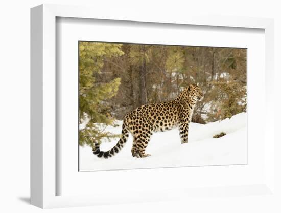 Amur Leopard in winter.-Adam Jones-Framed Photographic Print