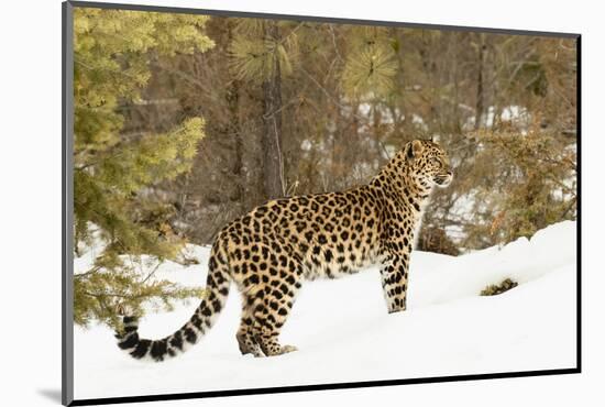 Amur Leopard in winter.-Adam Jones-Mounted Photographic Print