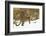 Amur Leopard in winter.-Adam Jones-Framed Photographic Print