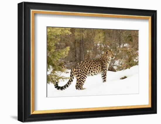 Amur Leopard in winter.-Adam Jones-Framed Photographic Print