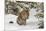 Amur Leopard in winter.-Adam Jones-Mounted Premium Photographic Print